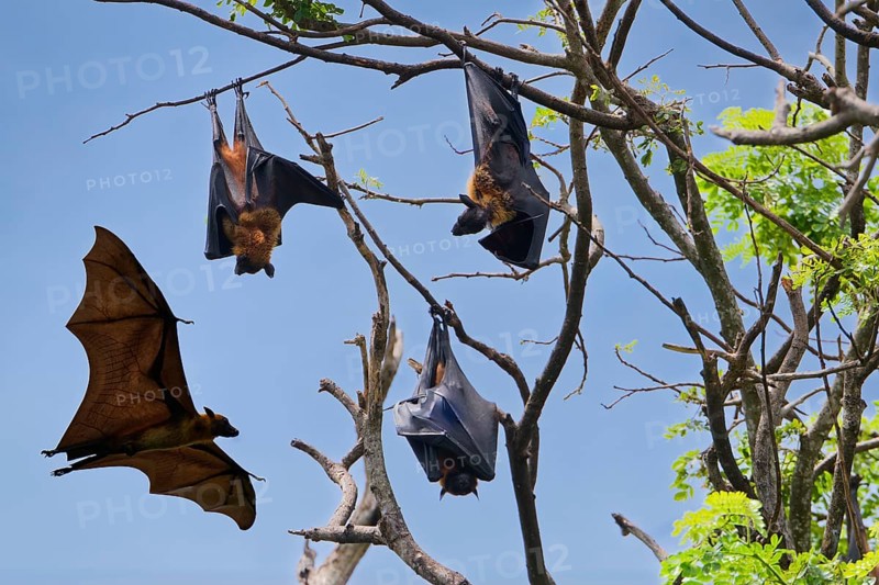 Sleeping Indian flying foxes (Pteropus giganteus chinghaiensis) in a tree, one flying by, Kataragama, Sri Lanka