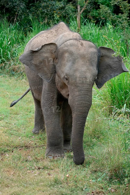 Young Sri Lankan elephant (Elephas maximus maximus) walking, Hurulu Forest Reserve, Sri Lanka