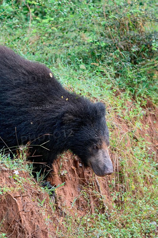 Sloth bear or Indian bear (Melursus ursinus) walking, Yala National Park, Sri Lanka