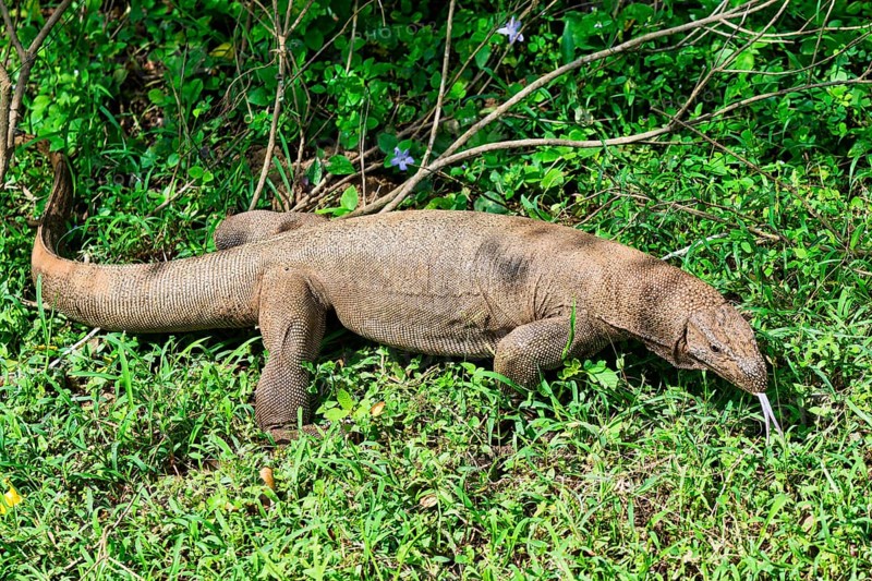 Land Monitor or Bengal monitor (Varanus bengalensis) coming out of the forest, Sri Lanka
