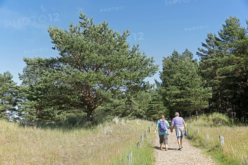 People, walkers, trees, grass, hiking trail, Darßer Ort, Born a. Darß, National Park Vorpommersche Boddenlandschaft, Mecklenburg-Vorpommern, Germany