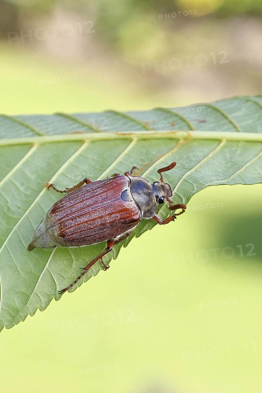 May beetle, wood cockchafer (Melolontha hippocastani), male, on leaf of a horse chestnut (Aesculus hippocastanum), close-up, Wilnsdorf, North Rhine-Westphalia, Germany