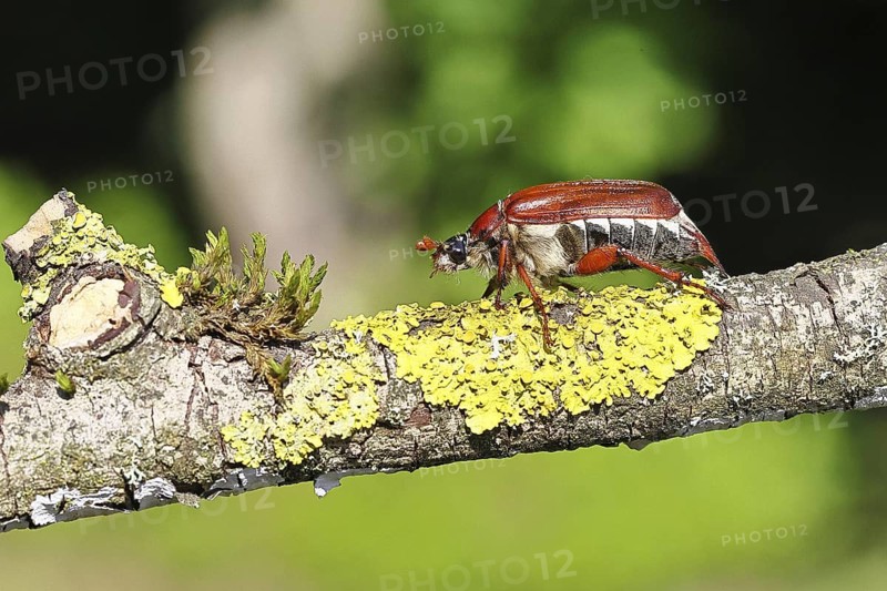 May beetle, wood cockchafer (Melolontha hippocastani), female, on a branch covered with lichen, close-up, Wilnsdorf, North Rhine-Westphalia, Germany