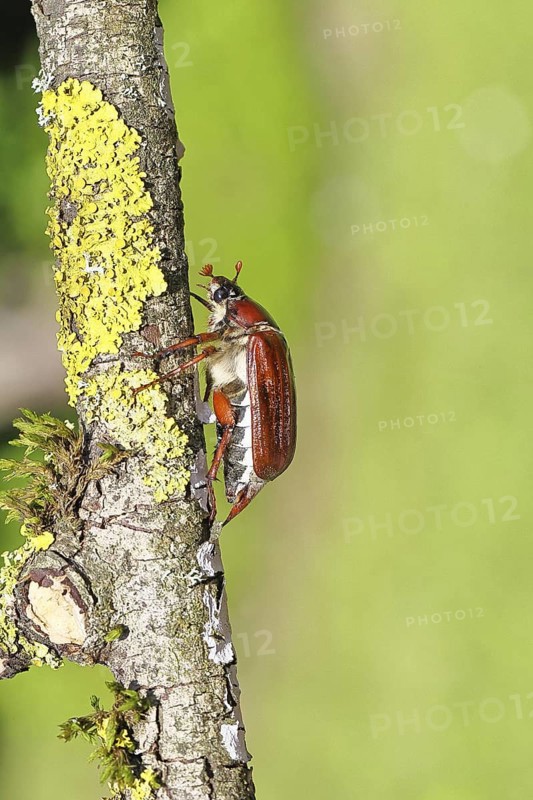 May beetle, wood cockchafer (Melolontha hippocastani), female, on a branch covered with lichen, close-up, Wilnsdorf, North Rhine-Westphalia, Germany