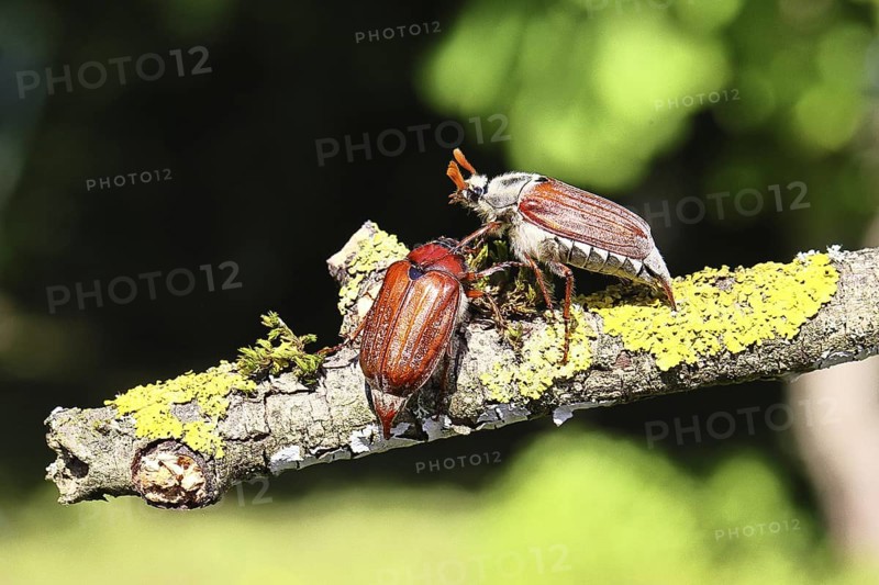 May beetle, wood cockchafer (Melolontha hippocastani), male and female, on a lichen-covered branch, pair of animals, close-up, Wilnsdorf, North Rhine-Westphalia, Germany