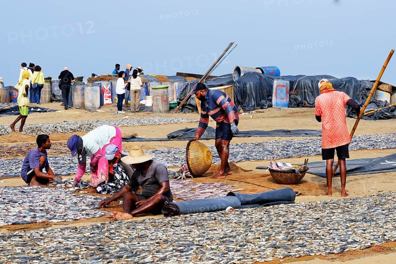 Fishermen spreading fish to dry, Negombo, Sri Lanka