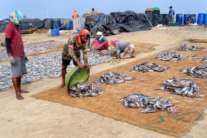 Fishermen carrying fish in baskets, Negombo, Sri Lanka