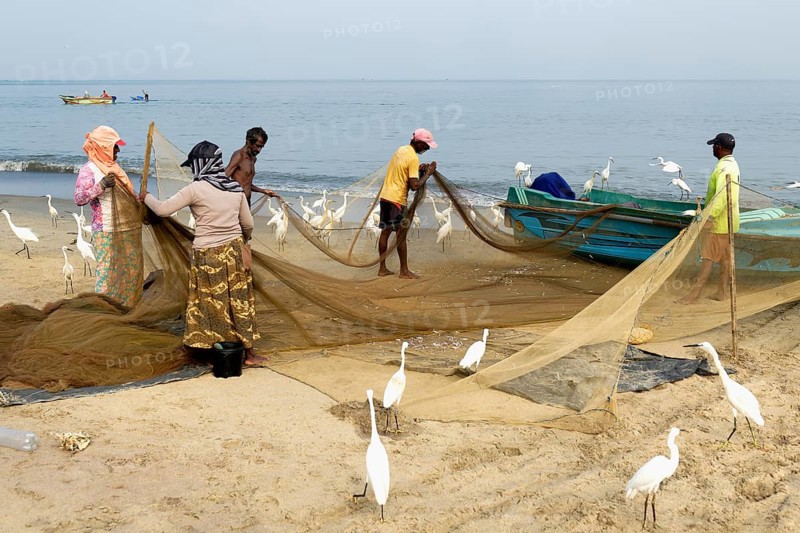 Fishermen cleaning their fishnets surrounded by little egrets on the beach, Negombo, Sri Lanka