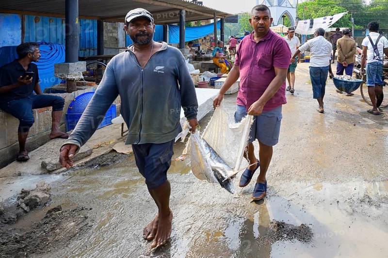 Fishermen carrying big fish in the market, Negombo, Sri Lanka