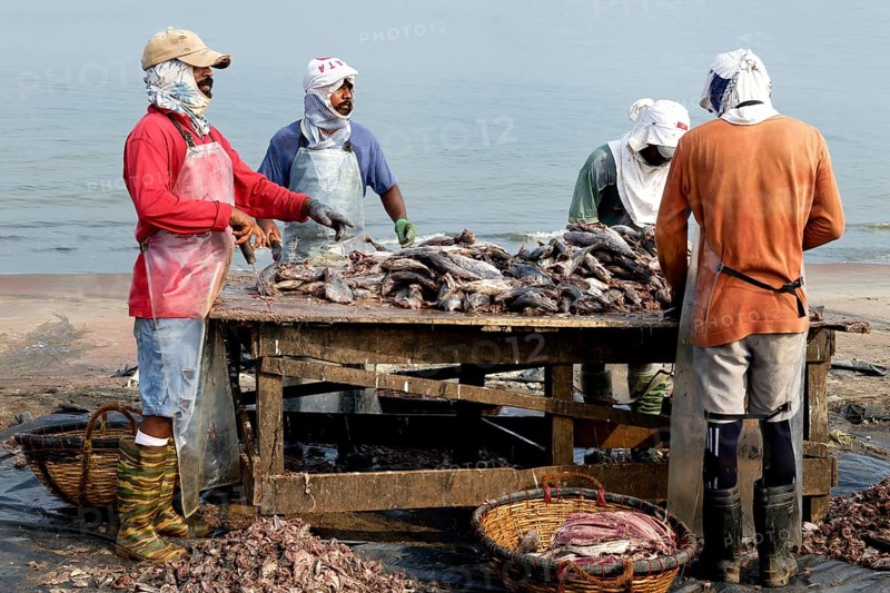 Fishermen cleaning and preparing fish for the market, Negombo, Sri Lanka