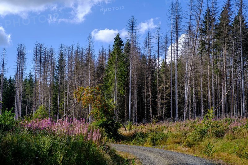Dead trees, spruces, near Braunlage, Harz, Lower Saxony, Germany