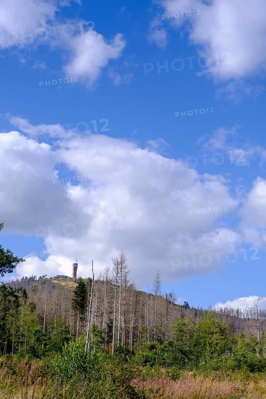 Dead trees, spruces, Wurmbergturm, near Braunlage, Harz, Lower Saxony, Germany