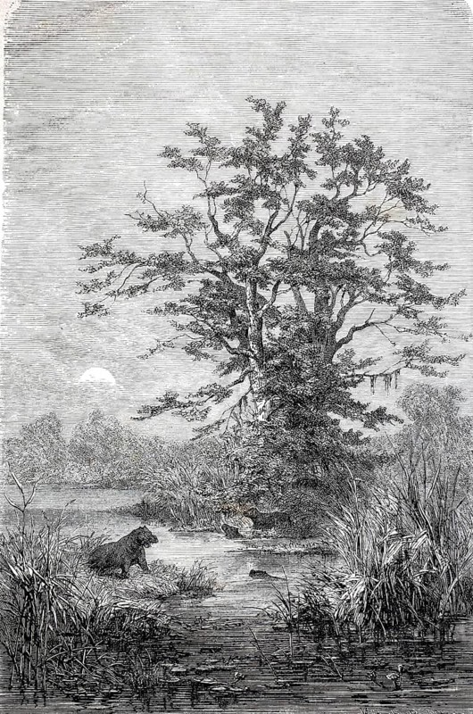 Tamarind trees, group of trees on the Gazelle River, Bahr al-Ghazal, c. 1880, Congo, Africa, Historical, digitally enhanced reproduction of a 19th century original