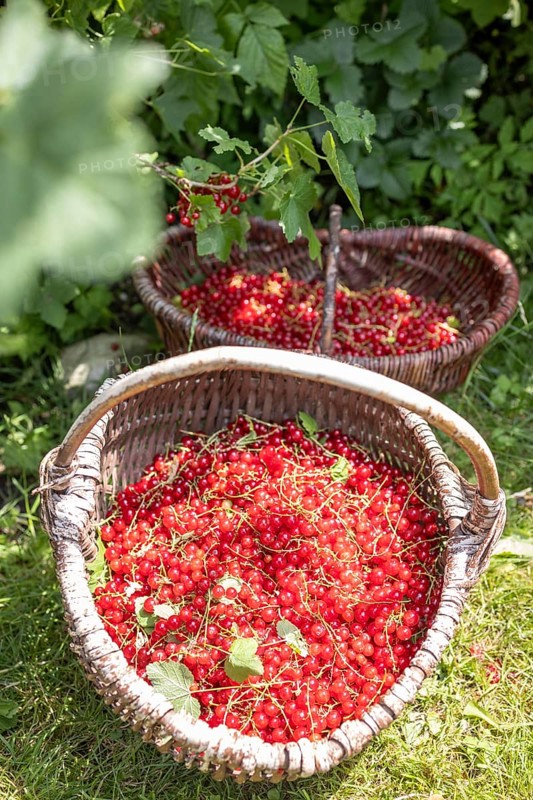 Two baskets of redcurrants or currants, Ribes Rubum, Upper Bavaria, Bavaria, Germany