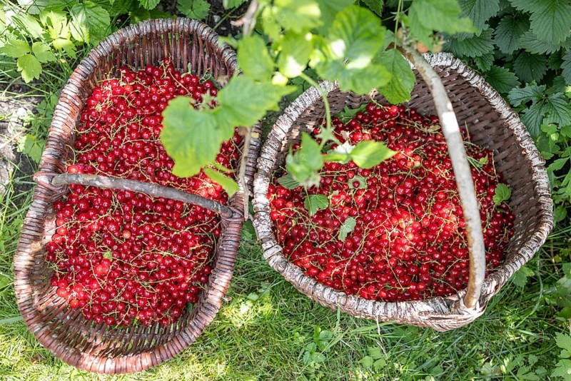 Two baskets of redcurrants or currants, Ribes Rubum, Upper Bavaria, Bavaria, Germany