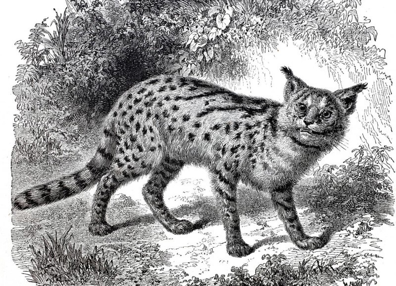 Serval, Leptailurus serval, a medium-sized species of cat, 1875, digitally enhanced reproduction from a 19th century model, historical, exact date unknown