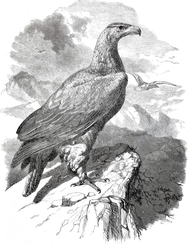 Golden eagle, golden eagle, Aquila chrysatos, around 1878, digitally enhanced reproduction from a 19th century model, historical, exact date unknown