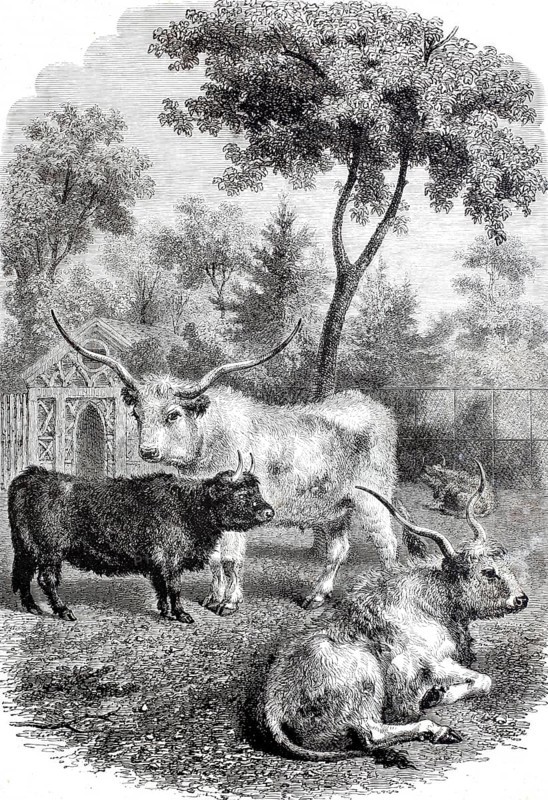 Hungarian and Scottish oxen in the Jardin des Plantes, 1888, Paris, France, digitally enhanced reproduction from a 19th century model, historical, exact date unknown