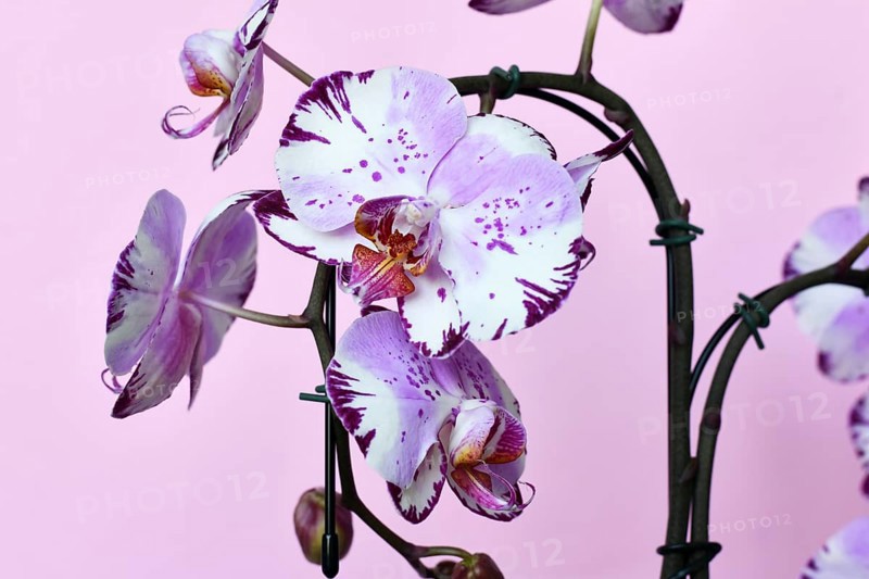 Close up of multi colored purple and white flowers of 'Phalaenopsis Magic Art' orchid on pink background