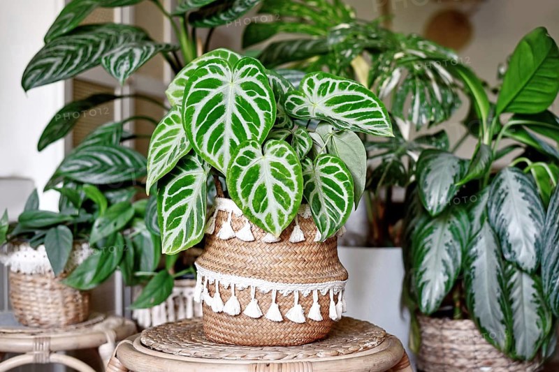 Beautiful lush exotic leaf of 'Silver Blush Anthurium Crystallinum' houseplant in boho flower pot with many other houseplants in background of living room