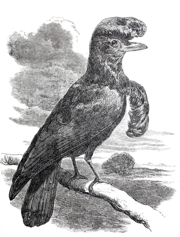 Crested bird, ornamental bird, Cephalopterus, around 1870, digitally improved reproduction from a 19th century model, historical, exact date unknown
