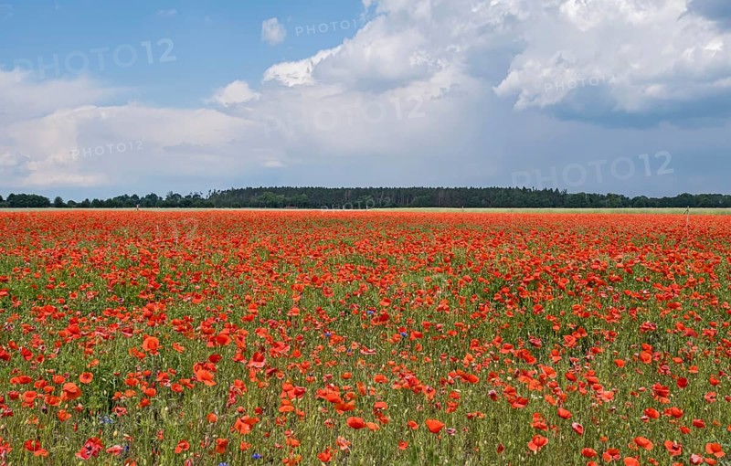 Corn poppy field (Papaver rhoeas), Brandenburg, Germany