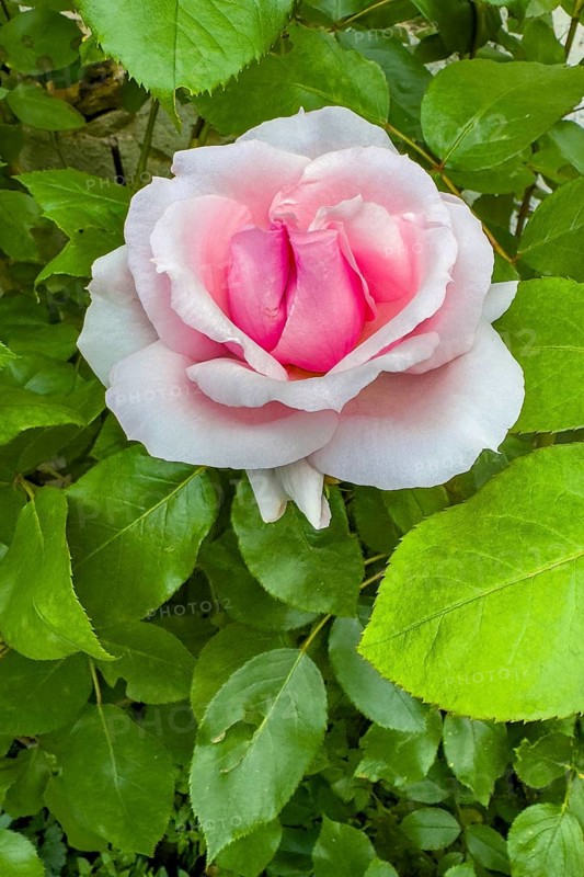 Shrub rose (Rosa) with white pink flowers in the shape of a heart Sign of love, international