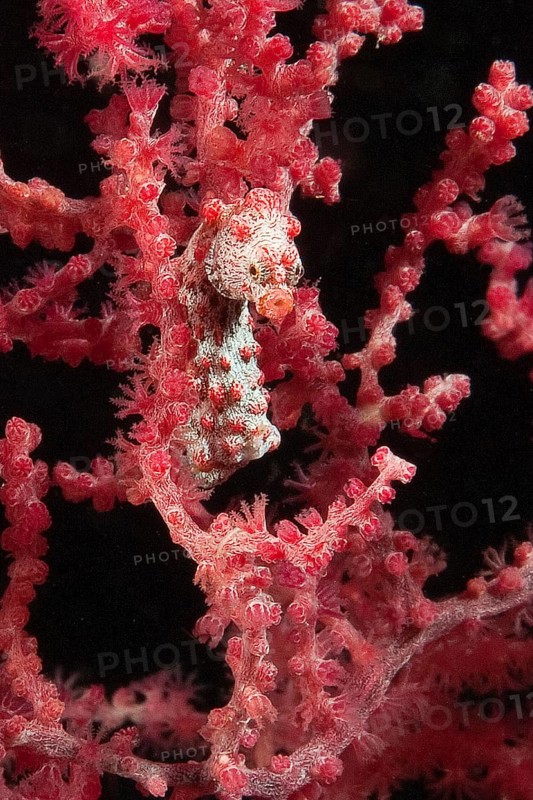 Extreme close-up underwater photo of pygmy seahorse (Hippocampus bargibant) in gorgonian (Muricella plectana), Pacific, Indonesia
