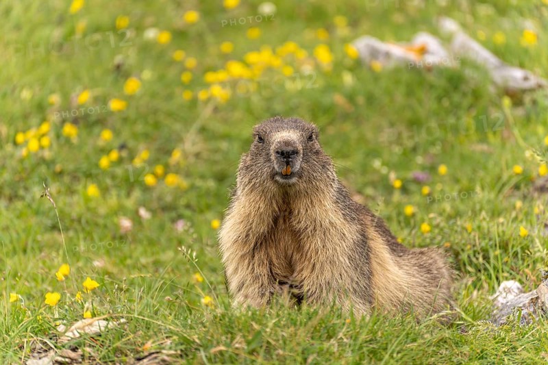 Marmot in the Cirque d'Estaubé basin in the Pyrenees near Gavarnie-GÃ¨dre, France