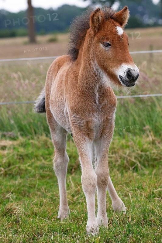 Young Icelandic stallion (Equus islandicus), foal in a meadow, colt, male, animal child, Schleswig-Holstein, Germany