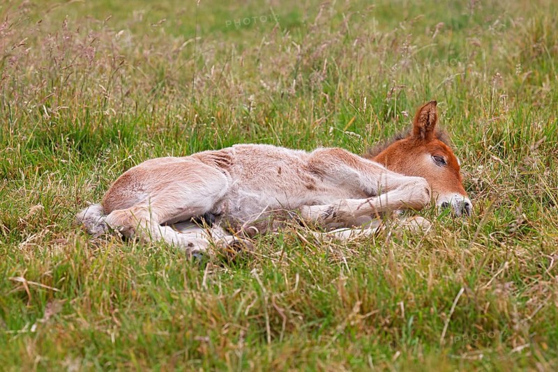 Young Icelandic stallion (Equus islandicus), foal resting in a meadow, colt, male, animal child, Schleswig-Holstein, Germany