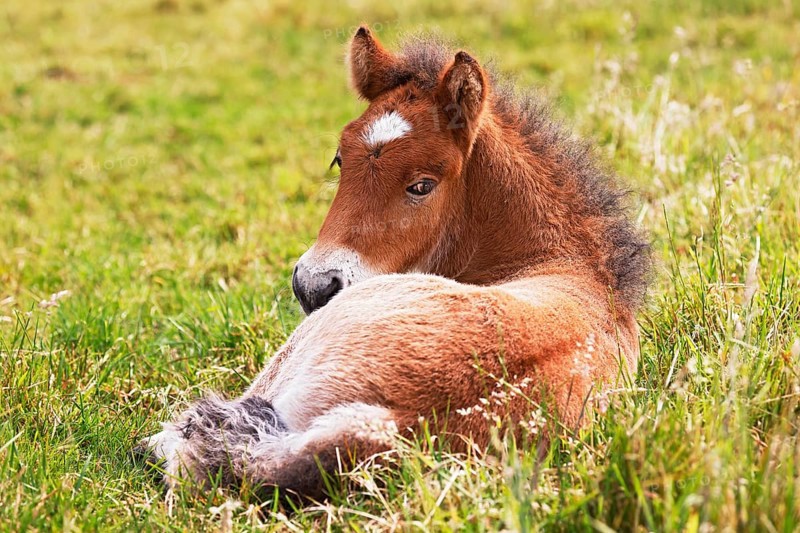 Young Icelandic stallion (Equus islandicus), foal resting in a meadow, colt, male, animal child, Schleswig-Holstein, Germany
