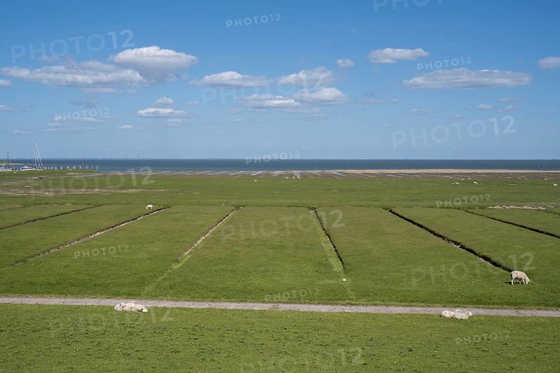 Salt marshes, SÃ¼derkoog, Tammensiel, Pellworm Island, North Frisia, North Sea, Schleswig-Holstein, Germany