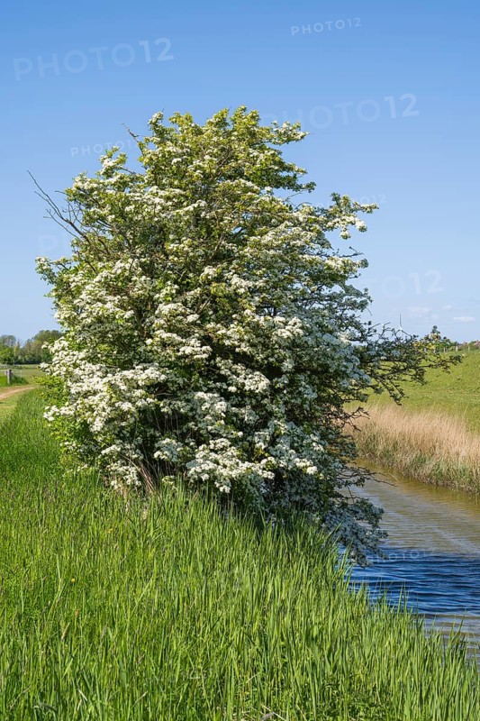 Blooming hawthorn (Crataegus) at the Siel, Pellworm Island, North Frisia, North Sea, Schleswig-Holstein, Germany