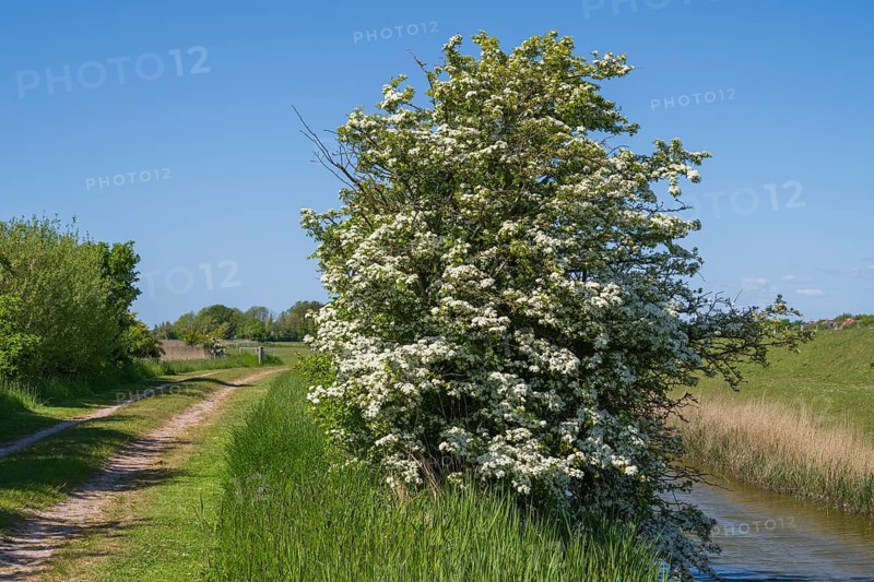 Blooming hawthorn (Crataegus) at the Siel, Pellworm Island, North Frisia, North Sea, Schleswig-Holstein, Germany