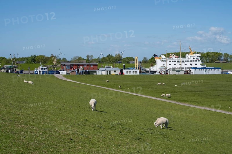 Sheep on the dyke, harbour, Tammensiel, Pellworm island, North Frisia, North Sea, Schleswig-Holstein, Germany