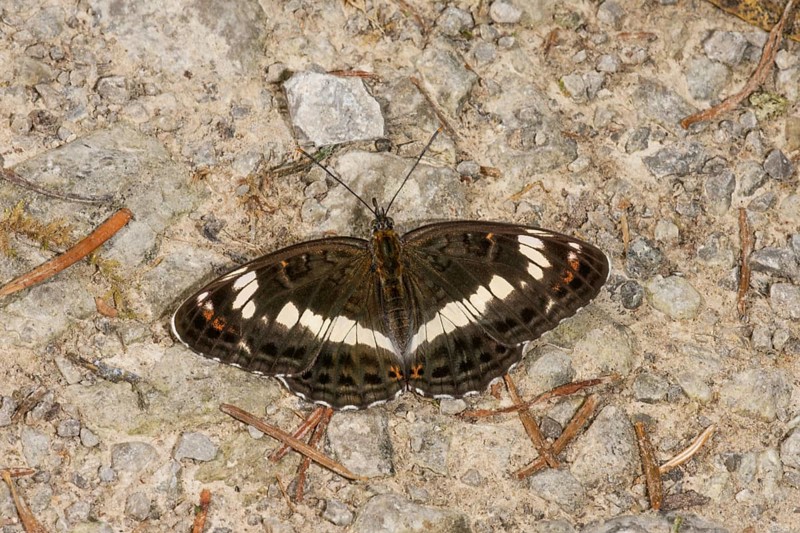 White admiral (Limenitis camilla) sunbathing on gravelled ground on a forest path, Baden-WÃ¼rttemberg, Germany