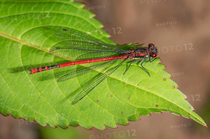 Large red damselfly (P?yrrhosoma nymphula) with transparent wings on a green leaf, Baden-WÃ¼rttemberg, Germany