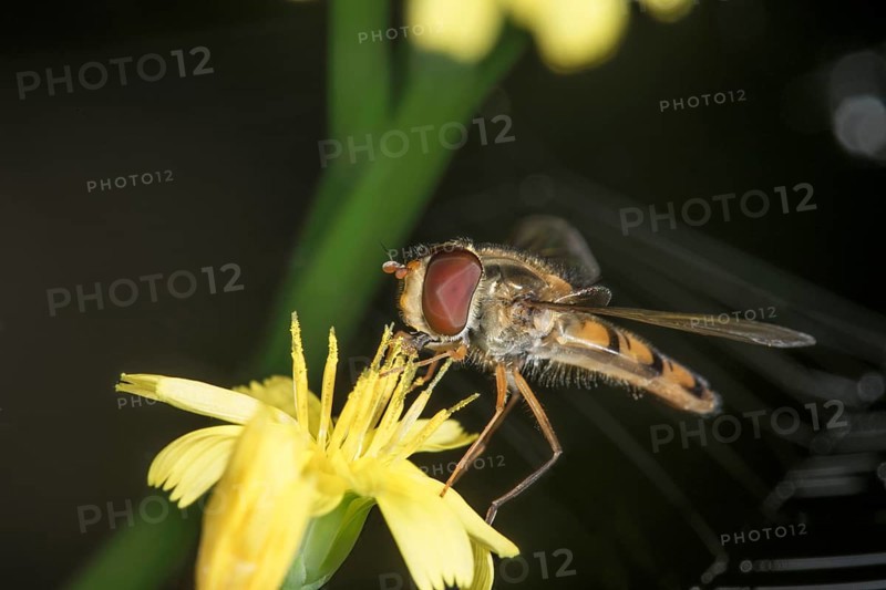 A winter hoverfly (Episyrphus balteatus) sits on a hawkweed (Hieracium sp.) flower and nibbles on pollen, Baden-WÃ¼rttemberg, Germany