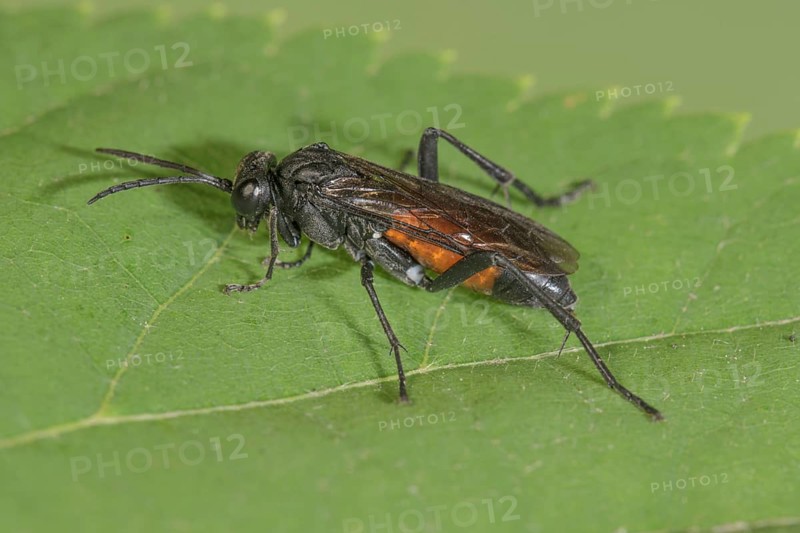 A chafing wasp (Anoplius sp.) with orange abdomen on a green leaf, Baden-WÃ¼rttemberg, Germany