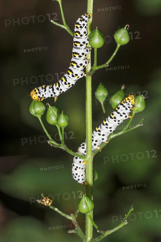 Two spotted caterpillars of the brownroot monk (Cucullia scrophulariae) feeding on seed capsules of knotted brownroot, Baden- WÃ¼rttemberg, Germany