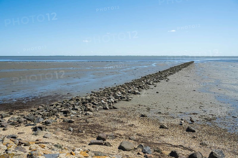 Wadden Sea at low tide, groynes, breakwater, Schleswig-Holstein Wadden Sea National Park, Pellworm Island, North Frisia, North Sea, Schleswig-Holstein, Germany