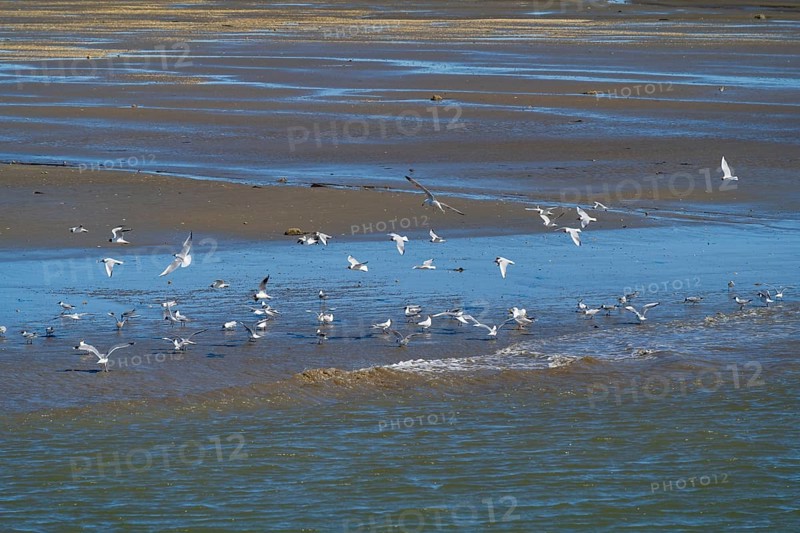 Black-headed gulls (Laridae ridibundus) over the Wadden Sea, low tide, Schleswig-Holstein Wadden Sea National Park, Nordstrand, North Sea, Schleswig-Holstein, Germany