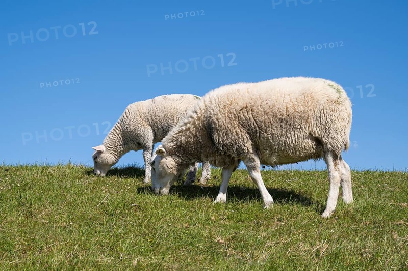Two sheep feeding on the dyke, Pellworm Island, North Frisia, North Sea, Schleswig-Holstein, Germany