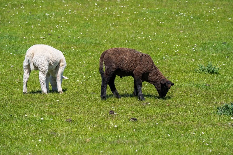 A white and a black sheep on the dyke, Nordstrand, North Frisia, North Sea, Schleswig-Holstein, Germany