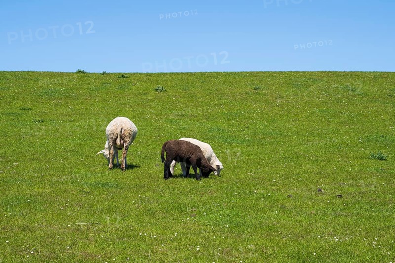 Two white and one black sheep on the dyke, Nordstrand, North Frisia, North Sea, Schleswig-Holstein, Germany