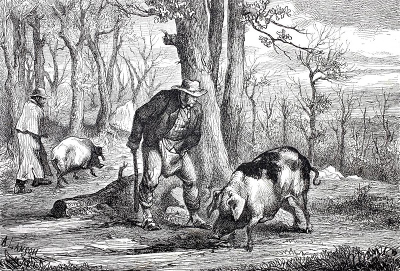 Truffle hunt in the forest with a truffle pig, 1870, Perigord, France, Historical, digitally enhanced reproduction of a 19th century original