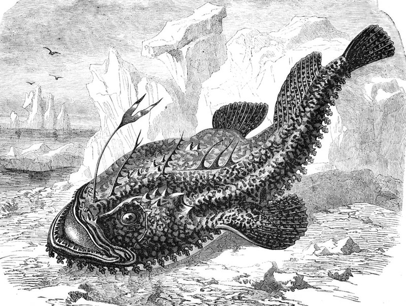 Lophius piscatorius, anglerfish, also known as anglerfish or Lotte, sea frog, historical, reproduction from an original with a scene from the 19th century