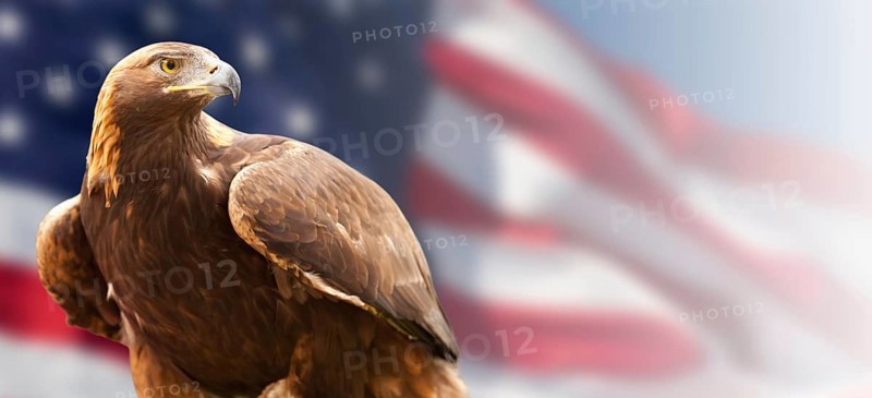 California golden eagle in front of the american flag banner