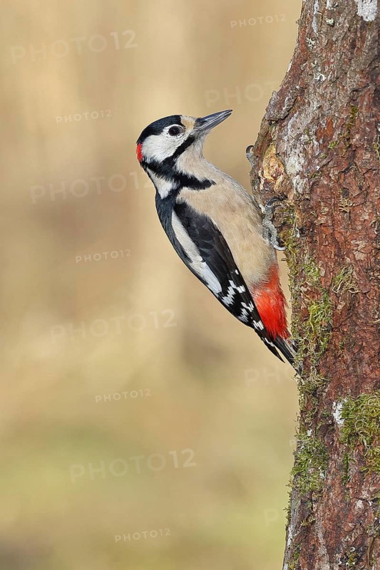 Great spotted woodpecker (Dendrocopos major), male, sitting on the trunk of an oak tree, Wilnsdorf, North Rhine-Westphalia, Germany